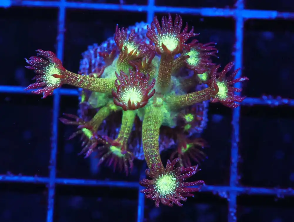 Z65 – - Saltwater