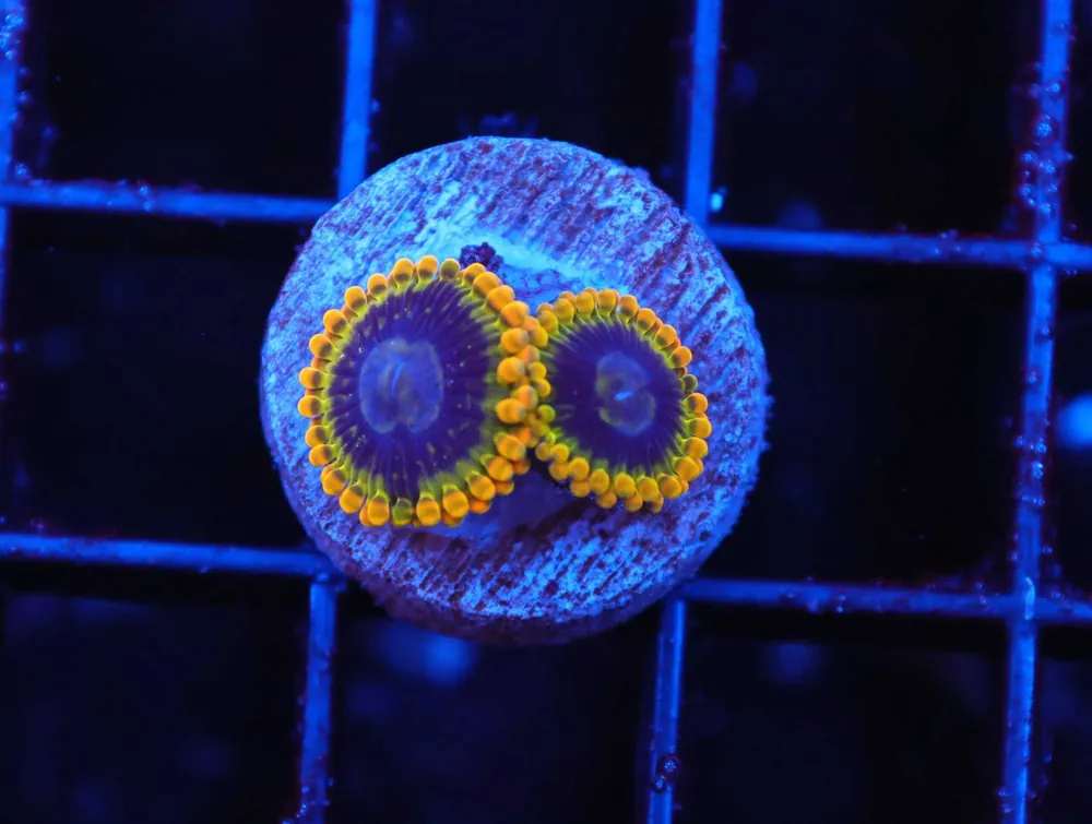 Z67 – - Saltwater