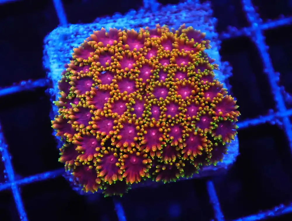 Z68 – - Saltwater
