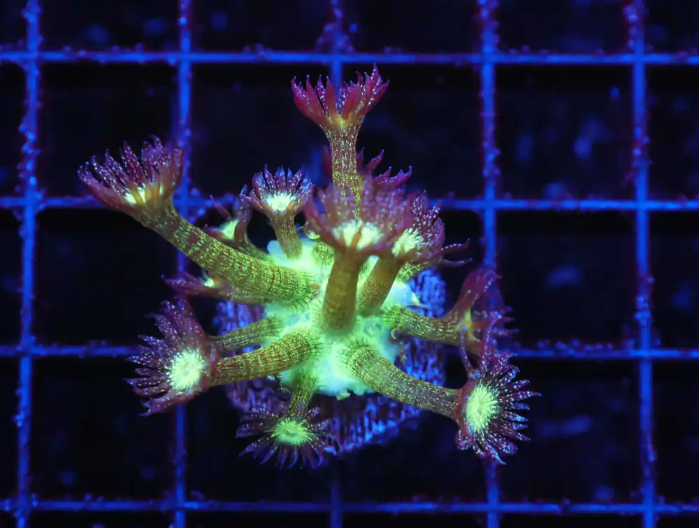 Z69 – - Saltwater
