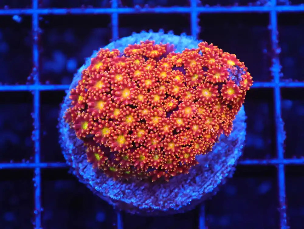 Z70 – - Saltwater