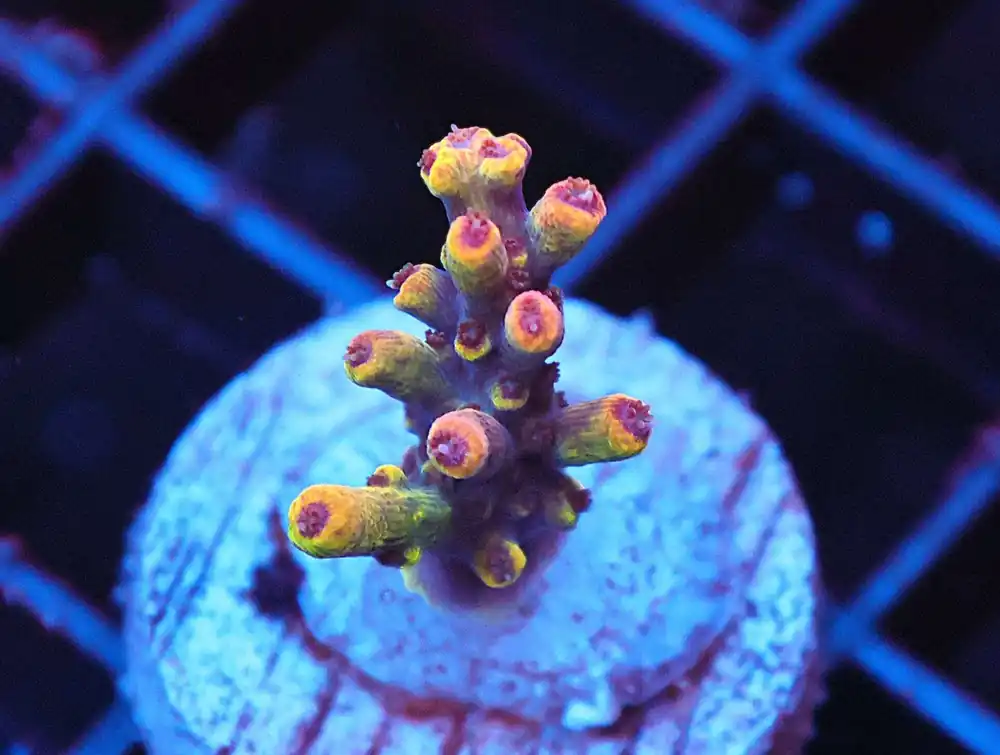 Z71 – - Saltwater