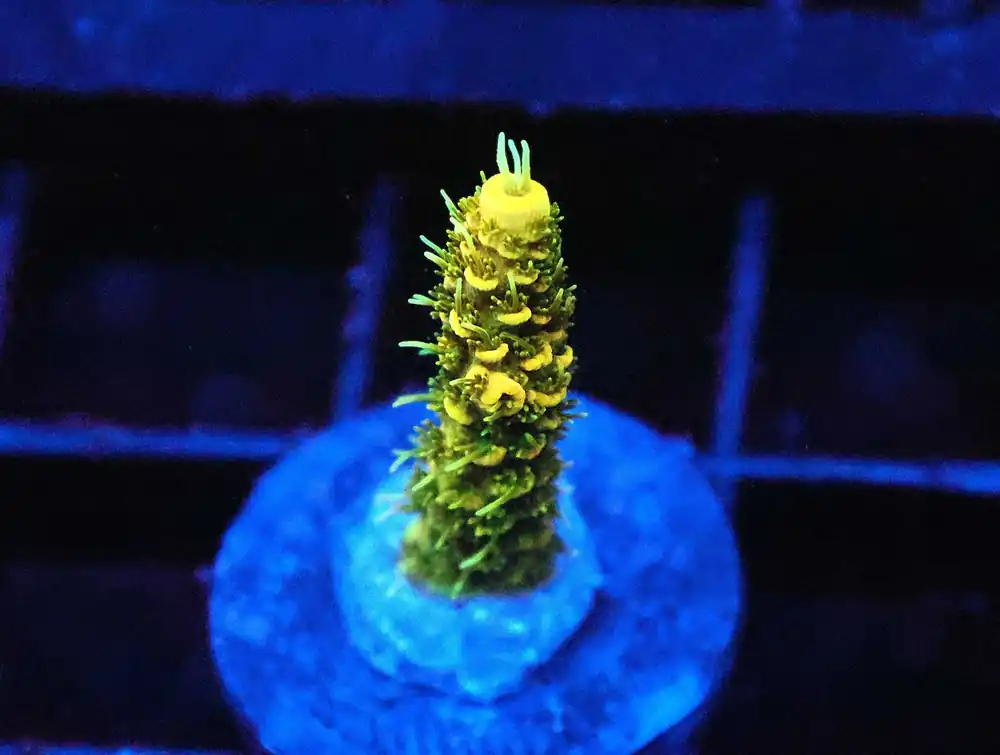Z72 – - Saltwater