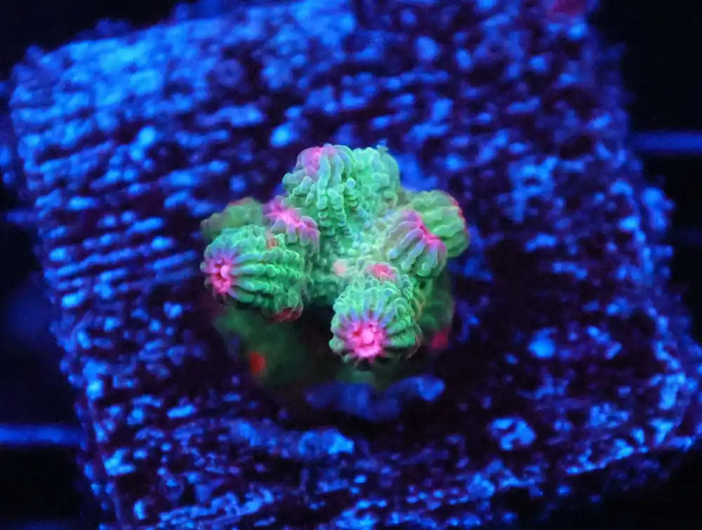 Z73 – - Saltwater