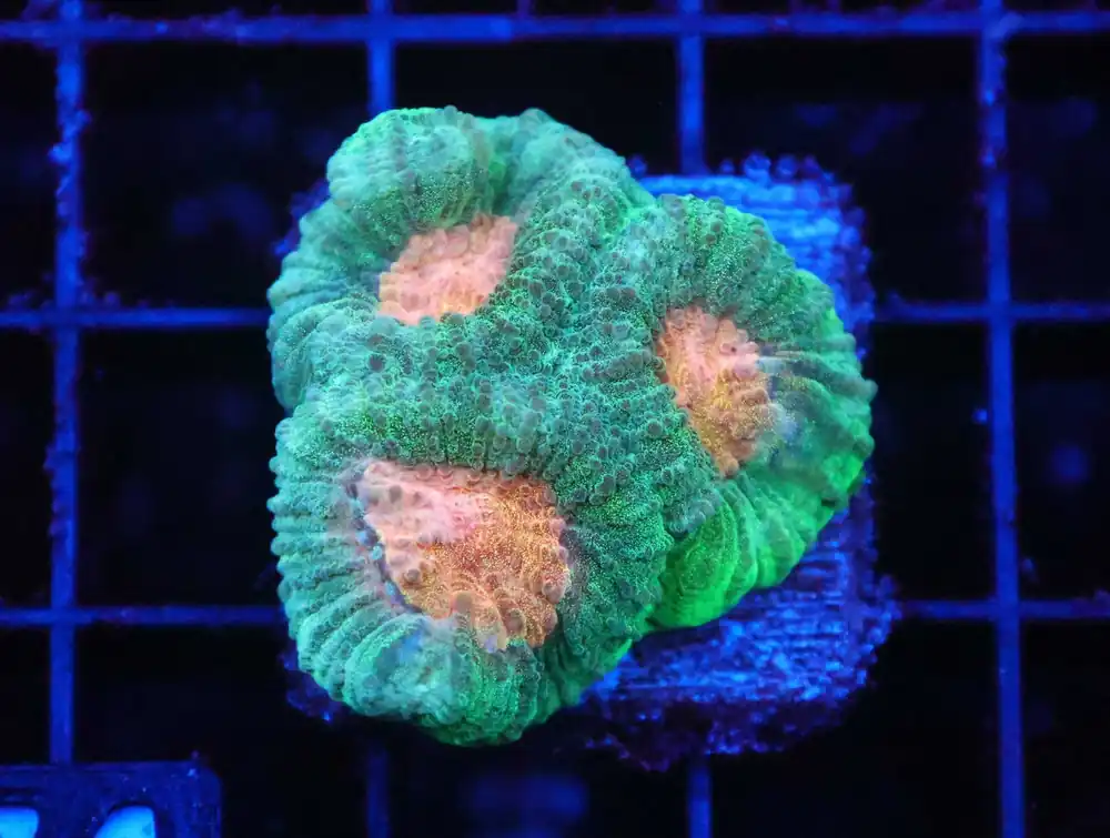 Z74 – - Saltwater