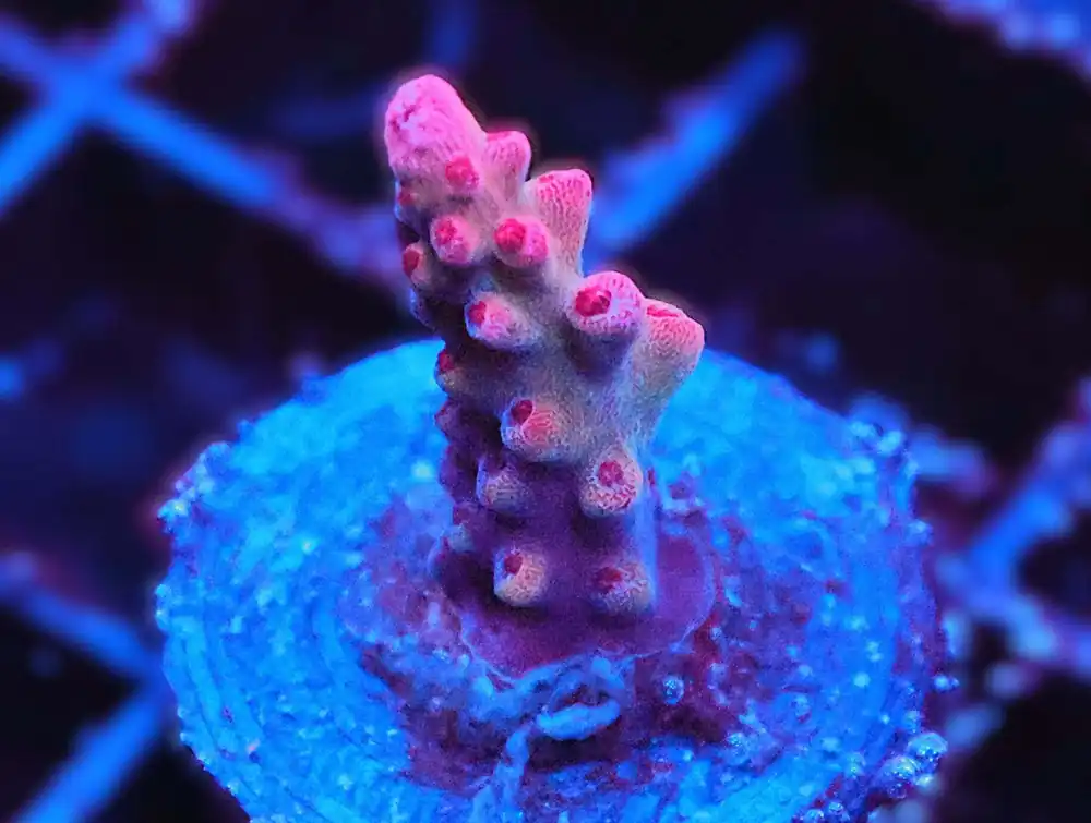 Z75 – - Saltwater