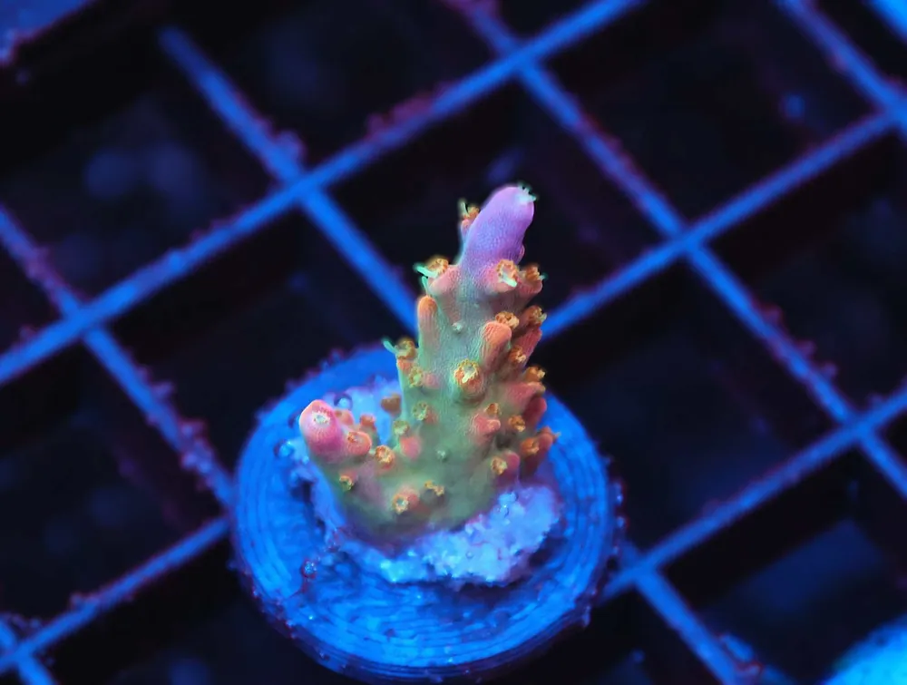Z78 – - Saltwater