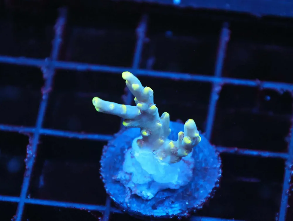 Z79 – - Saltwater