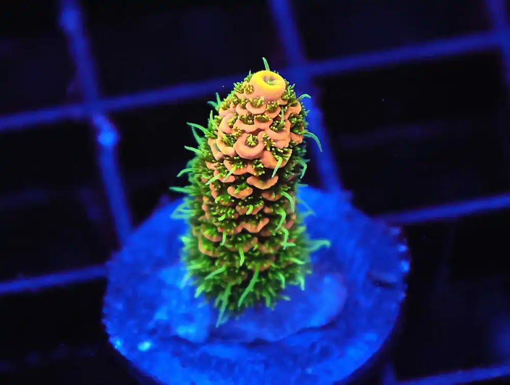 Z80 – - Saltwater