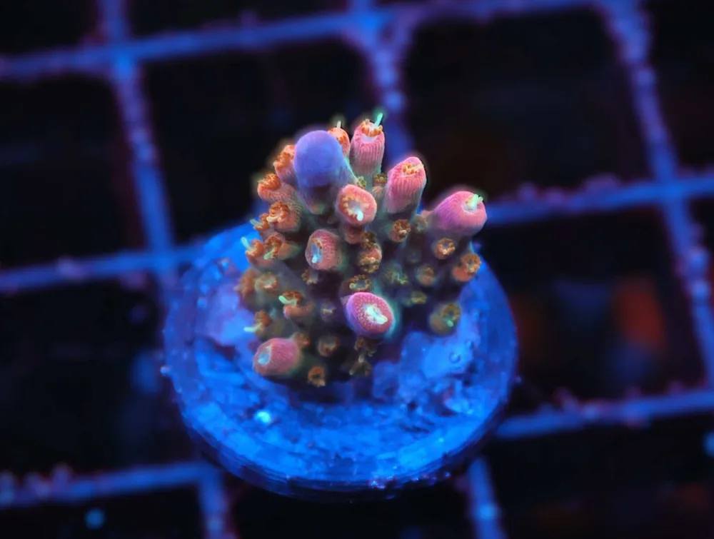 Z81 – - Saltwater