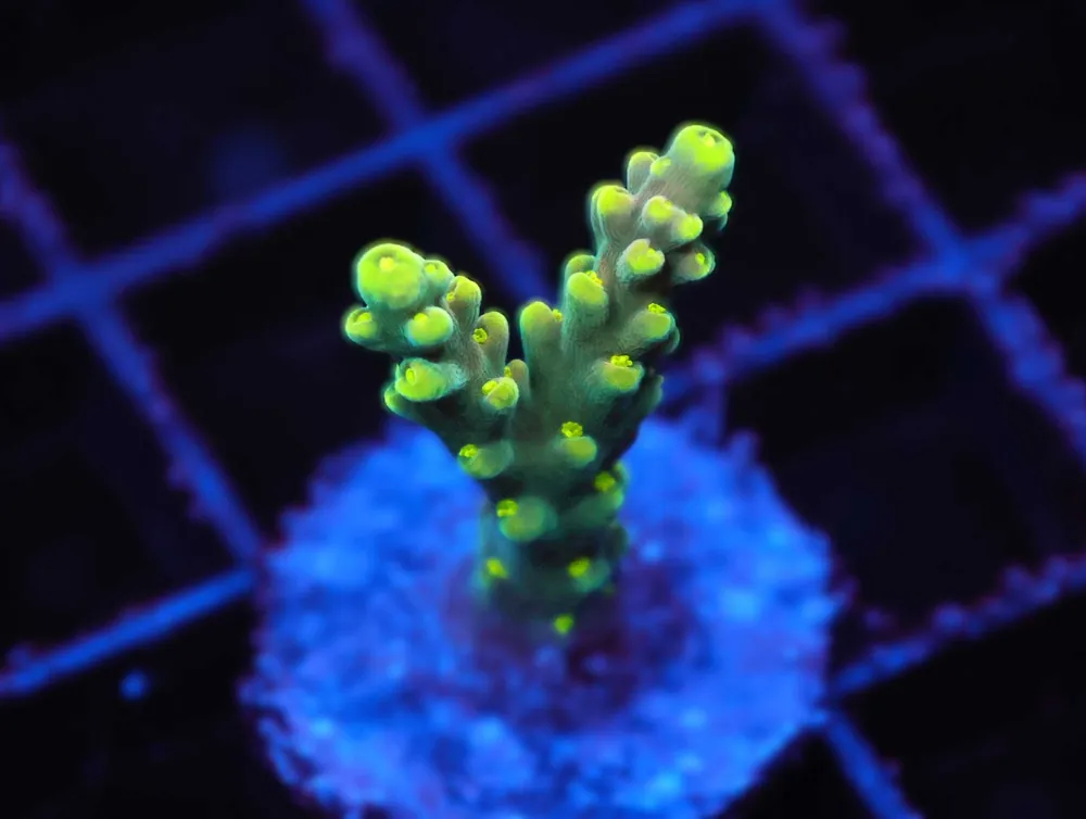 Z82 – - Saltwater