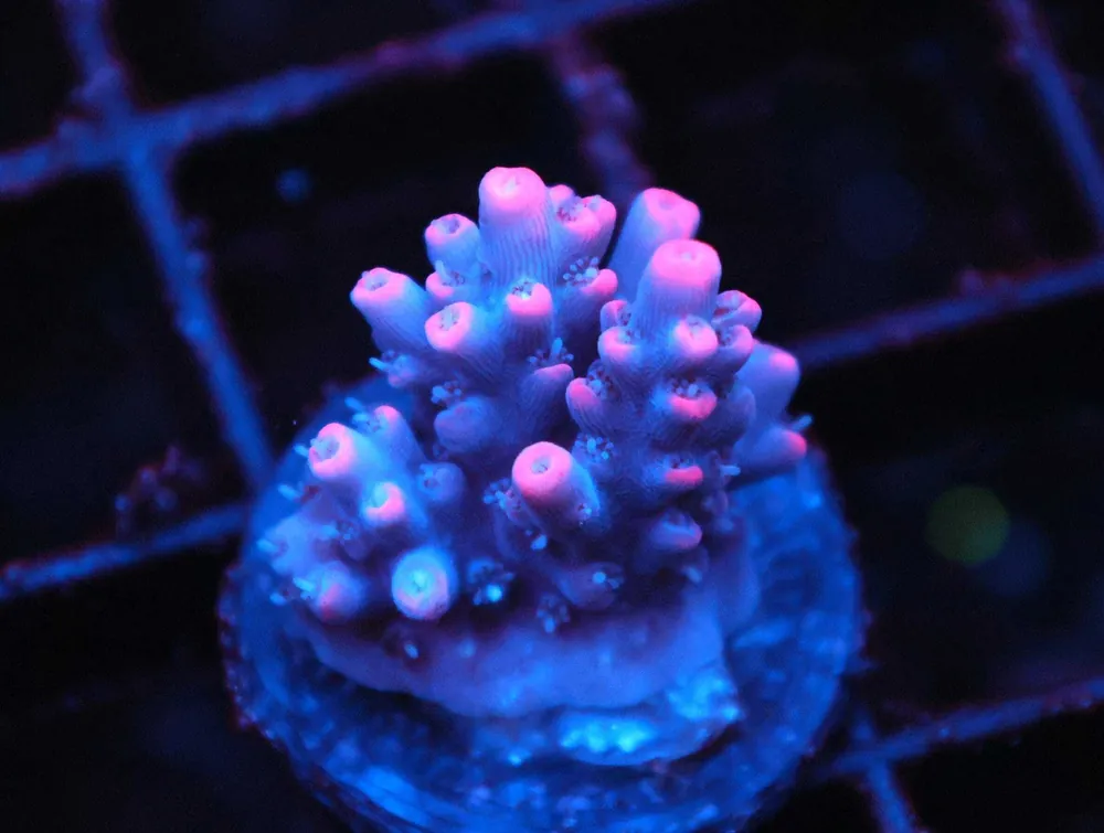 Z84 – - Saltwater