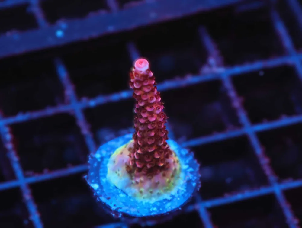 Z85 – - Saltwater