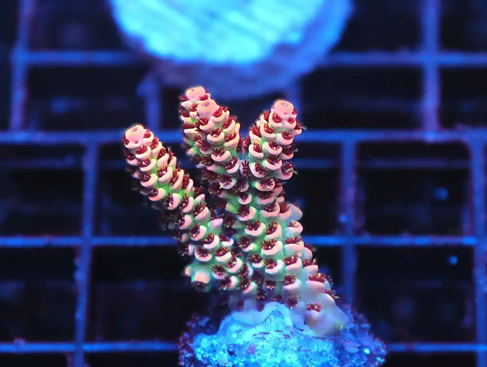 Z86 – - Saltwater