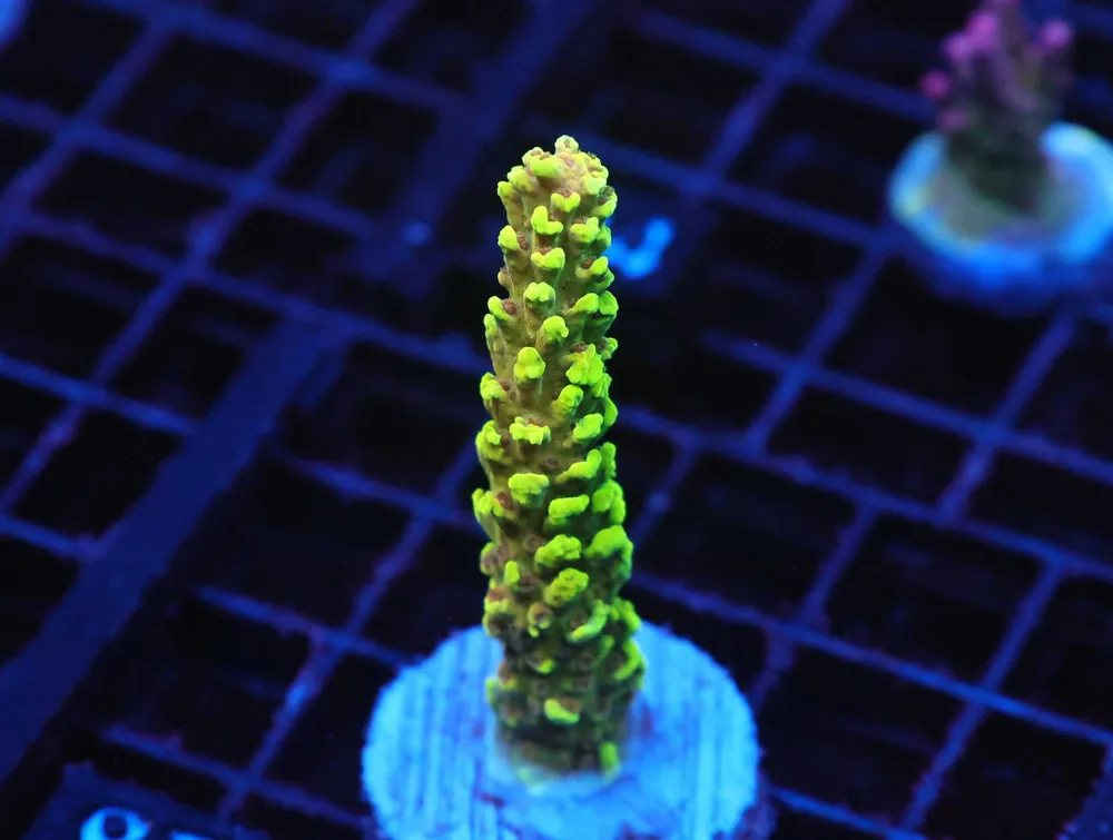 Z87 – - Saltwater