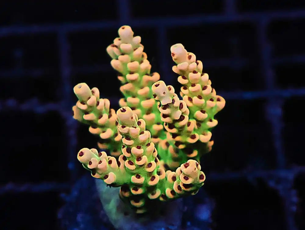 Z90 – - Saltwater