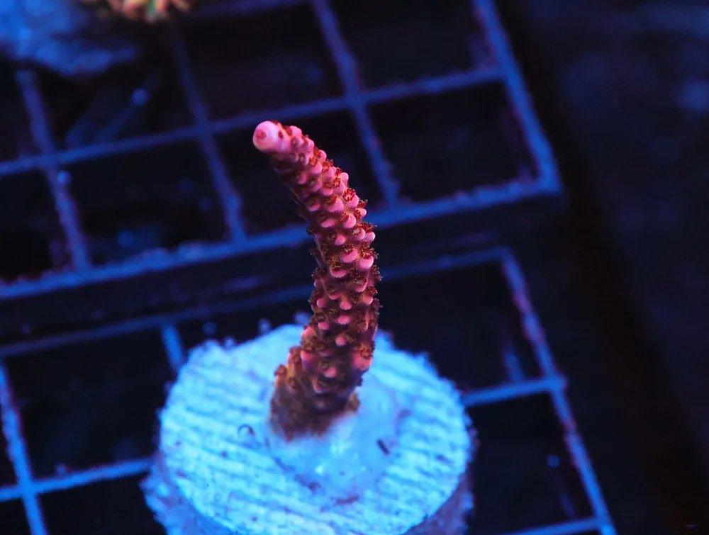 Z93 – - Saltwater