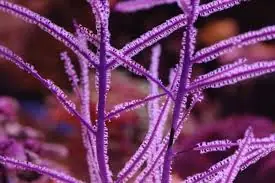 Sea Plume; Purple; Atl. – Pseudopterogorgia bipinnata - Invertebrates