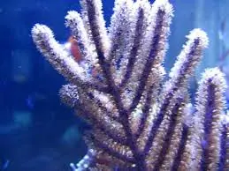 Tree Gorgonian; Purple; Atl. – Plexaurella sp. - Invertebrates