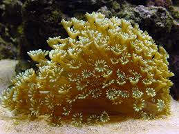 Alveopora Coral; Australia – Alveopora sp. - Corals