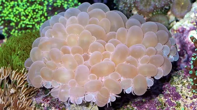 Bubble Coral; Tonga – Plerogyra sinuosa - Corals