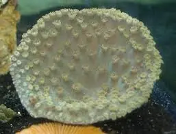 Cup Coral – Turbinaria sp. - Corals