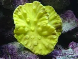 Cup Coral; Yellow – Turbinaria sp. - Corals