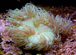 Elegance Coral – Catalaphyllia jardinei - Corals
