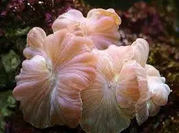 Fox Coral – Nemenzophyllia turbida - Corals