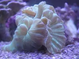 Fox Coral; Color – Pleurogyra turbida - Corals