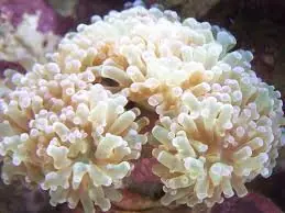 Frogspawn Coral; Branch – Euphyllia paradivisa - Corals