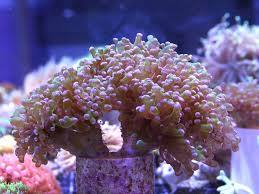 Frogspawn Coral; Branch; Australia – Euphyllia paradivisa - Corals