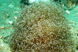 Frogspawn Coral; Wall; Australia – Euphyllia divisa - Corals