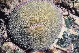 Fungia Coral; Fiji – Fungia sp. - Corals