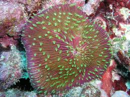 Fungia Coral; Green; Metallic – Fungia sp - Corals