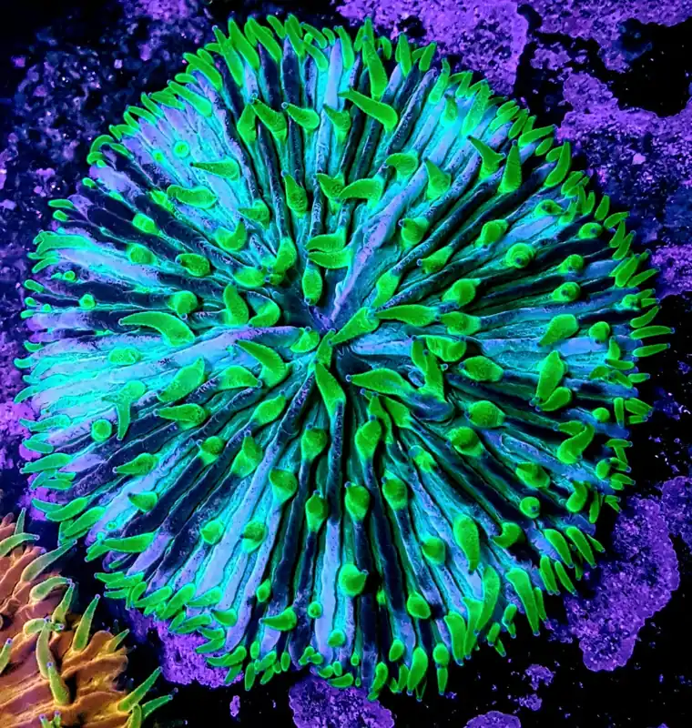 Fungia Coral; Pinwheel; Australia – Fungia sp. - Corals
