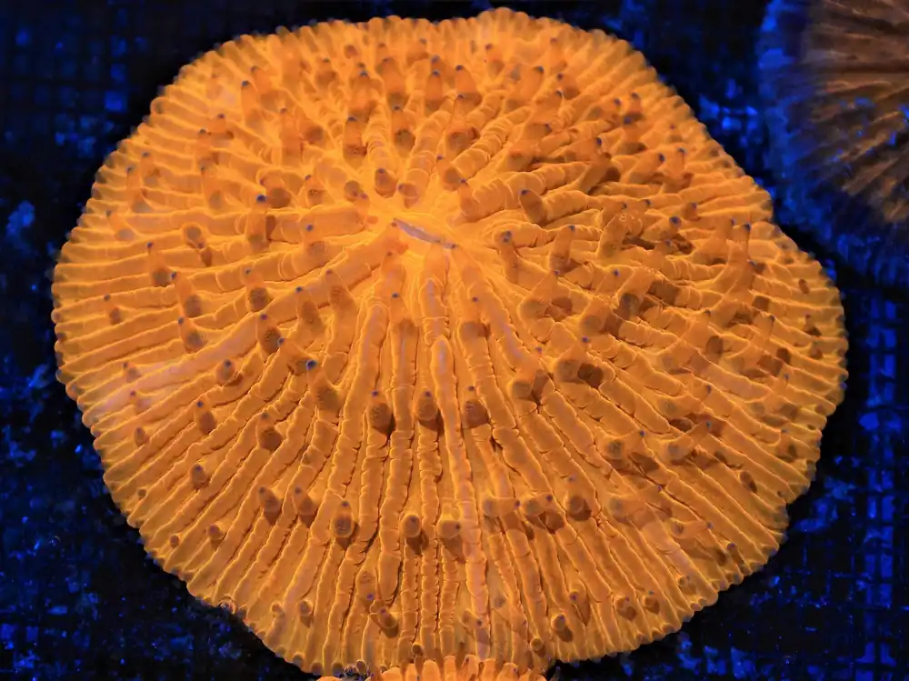 Fungia Coral; Orange; Metallic – Fungia sp - Corals