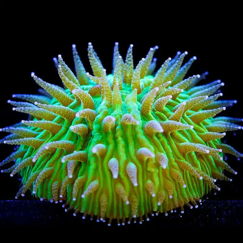 Fungia Dome Coral; Green; Metallic; Aust – Fungia sp - Corals