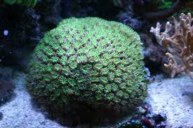 Galaxea Coral; Green; Australia – Galaxea fascicularis - Corals