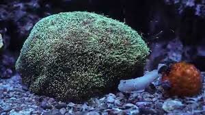 Galaxea Coral; Green; Fiji – Galaxea fascicularis - Corals