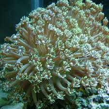 Goniopora Coral; Green; Australia – Goniopora sp. - Corals