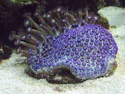 Goniopora Coral; Purple – Goniopora sp. - Corals