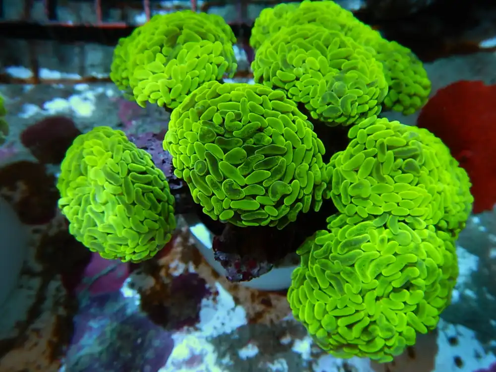 Hammer Coral; Thick Branch; Metallic; Australia (Per Polyp) – Euphyllia paraancora - Corals