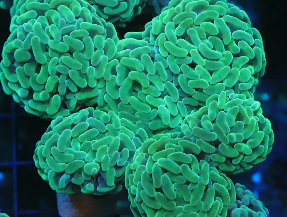 Hammer Coral; Thick Branch; Green; Australia (Per Polyp) – Euphyllia parancora - Corals