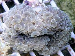 Hammer Coral; Wall; Australia – Euphyllia ancora - Corals