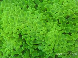 Hammer Coral; Toxic; Australia – Euphyllia ancora - Corals