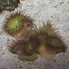 Heteropsammia cochlea (Knuckle Coral) - Corals