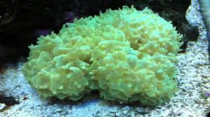 Pearl Coral; Green – Physogyra lichensteini - Corals
