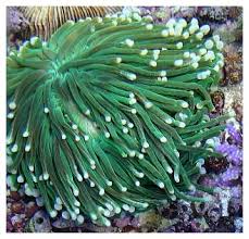 Plate Coral; Metallic; Australia – Heliofungia actiniformis - Corals