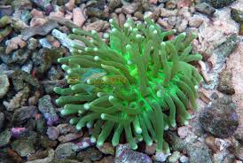 Plate Coral; Metallic; Sol. – Heliofungia actiniformis - Corals